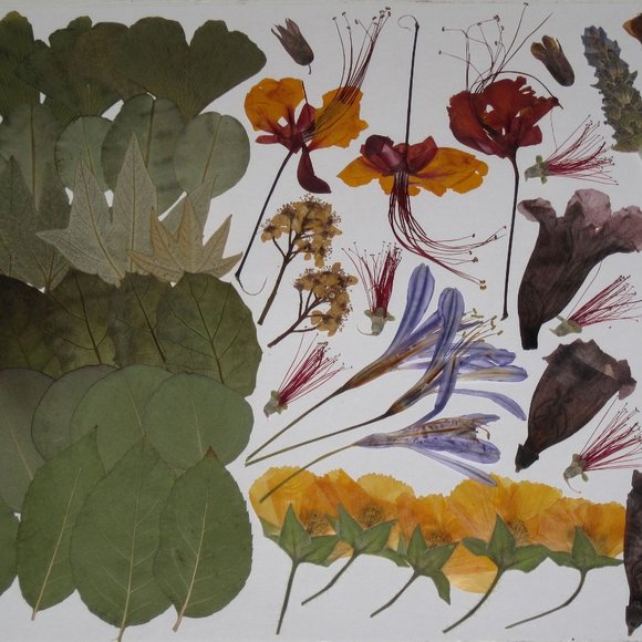 60 PCS Variety Pressed Flowers Leaves Leaf Peacock Mallow Lily Lavender Bottle B - Picture 2 of 6